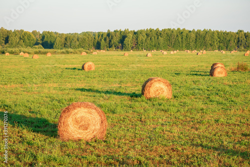 Collected bales of hay in the field. The concept of making hay for the winter.