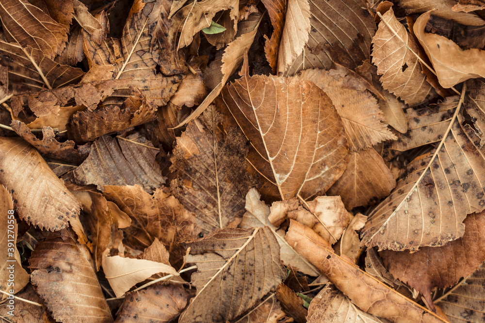 Fall leaves background. Close up
