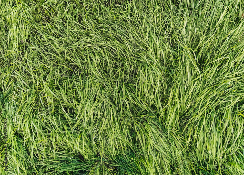 Texture, background of long, tall green grass close-up. Photography, copy space. Texture, background of long, tall green grass close-up. Photography, copy space.