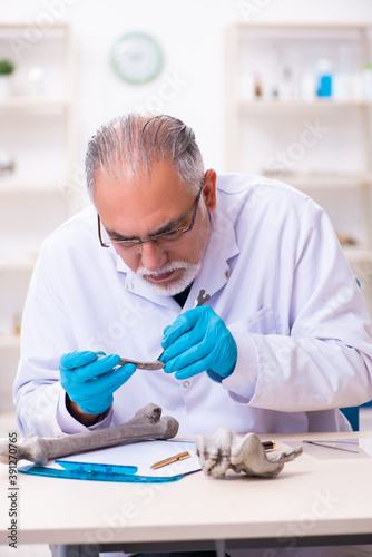 Old senior paleontologist working in the lab