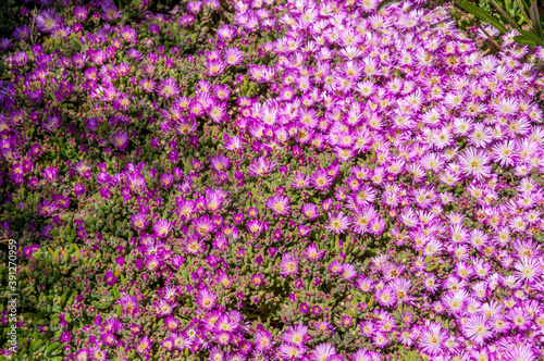 field of flowers