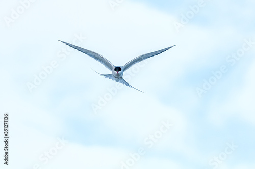 Arctic Tern (Sterna paradisaea) in Barents Sea coastal area, Russia