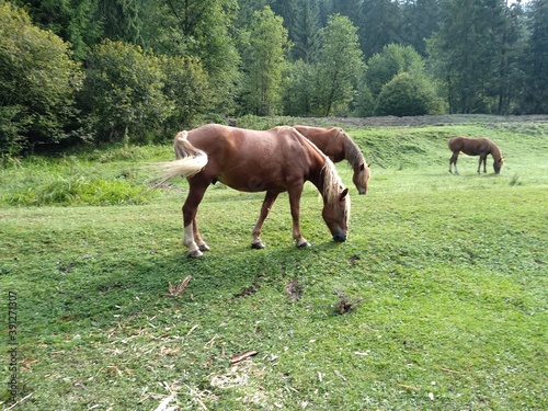 horses in the meadow