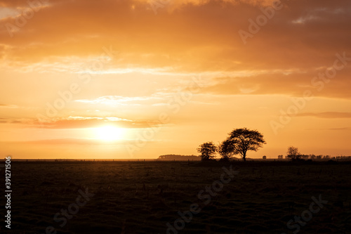 Tree silhouette with orange sunset background. Space for text