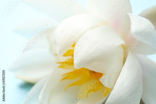 Beautiful white lotus flower on light background, closeup view