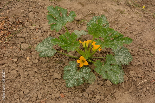 Coseup of a courgette marrow squash plant with fruits growing in a vegetable garden field photo