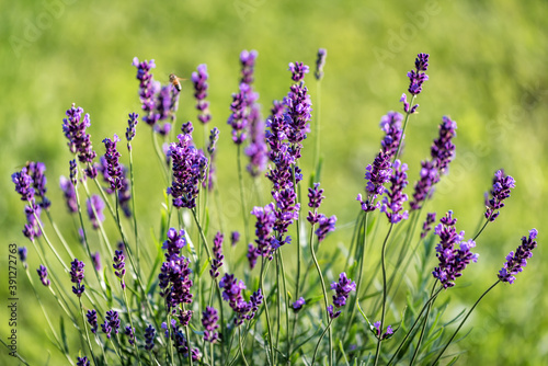blooming lavender flowers © Volodymyr Shevchuk