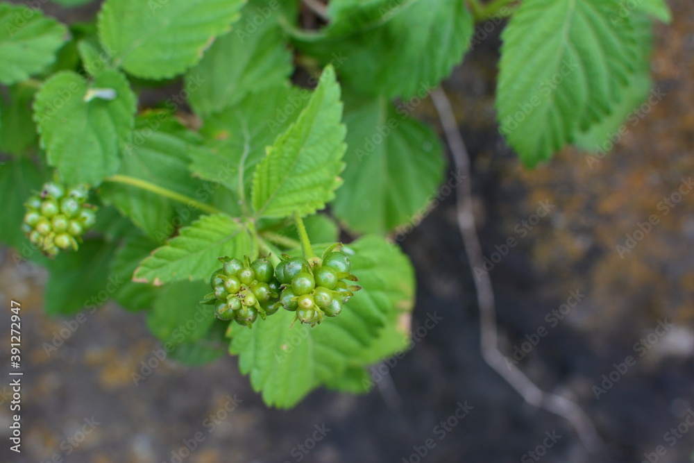 道端の草や木の実 道端の草や木の実