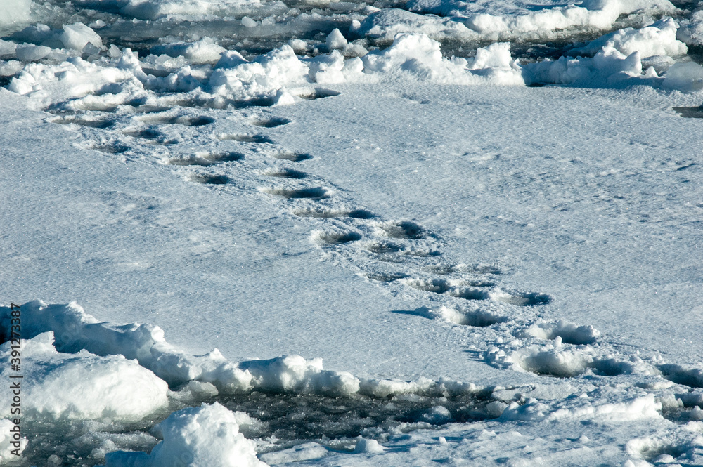 Polar Bear, Ursus maritimus Polar Bear, Ursus maritimus