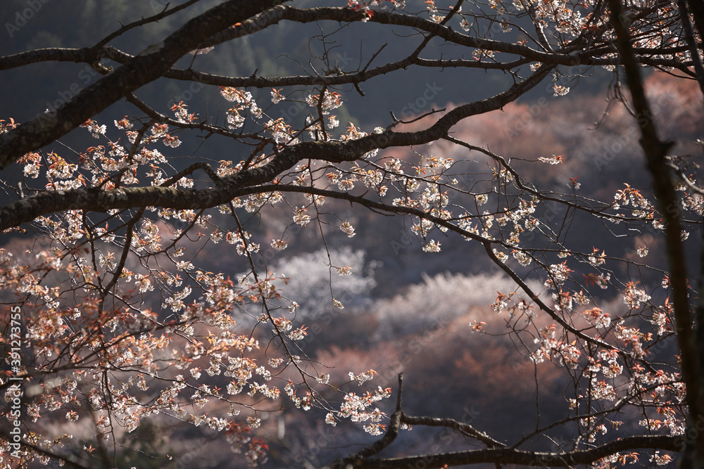吉野の桜 吉野の桜