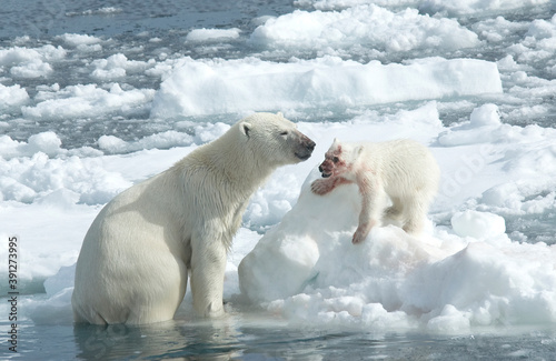 Polar Bear  Ursus maritimus