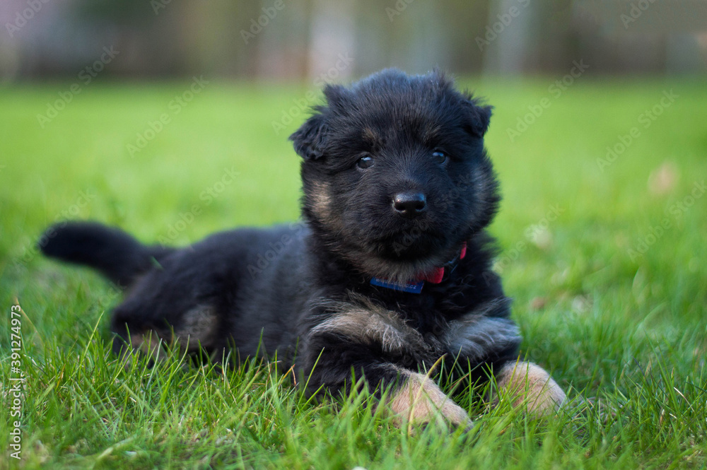 bohemian shepherd puppy bohemian shepherd puppy
