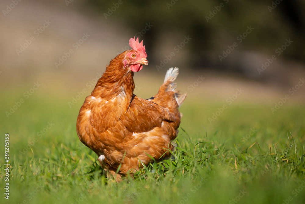 Fototapeta premium Gallina en un prado verde