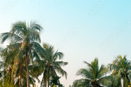 Beautiful coconut palm trees farm nature horizon on tropical sea beach against a pretty blue clear sky with no clouds at sunset sunlight. Summer Holiday Season background photography with copy space.
