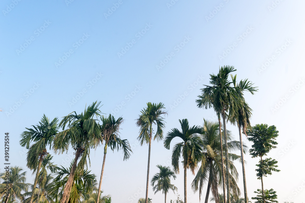 Beautiful coconut palm trees farm nature horizon on tropical sea beach against a pretty blue clear sky with no clouds at sunset sunlight. Summer Holiday Season background photography with copy space.