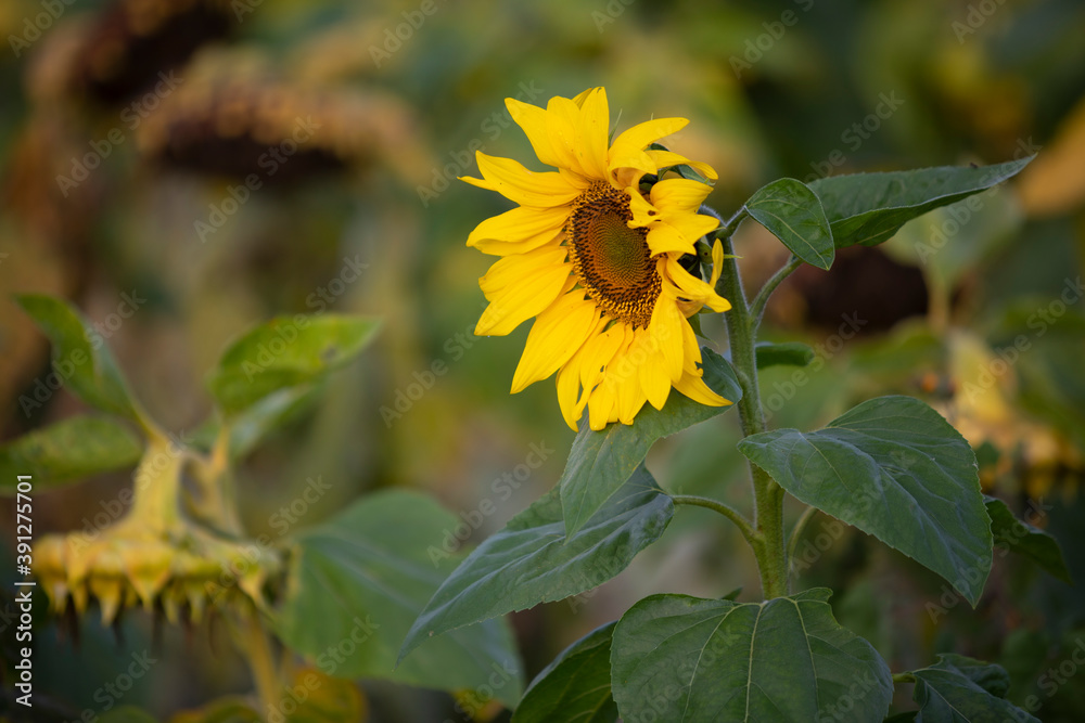 Campo de girasoles (Helianthus annuus) Campo de girasoles (Helianthus annuus)