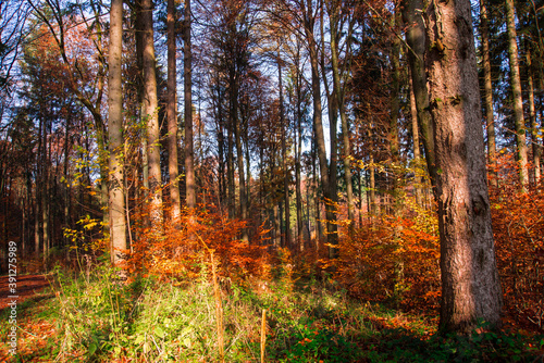 The sun shines between the trees in the forest in autumn