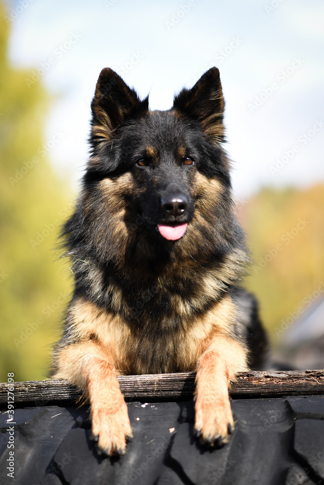 bohemian shepherd dog bohemian shepherd dog