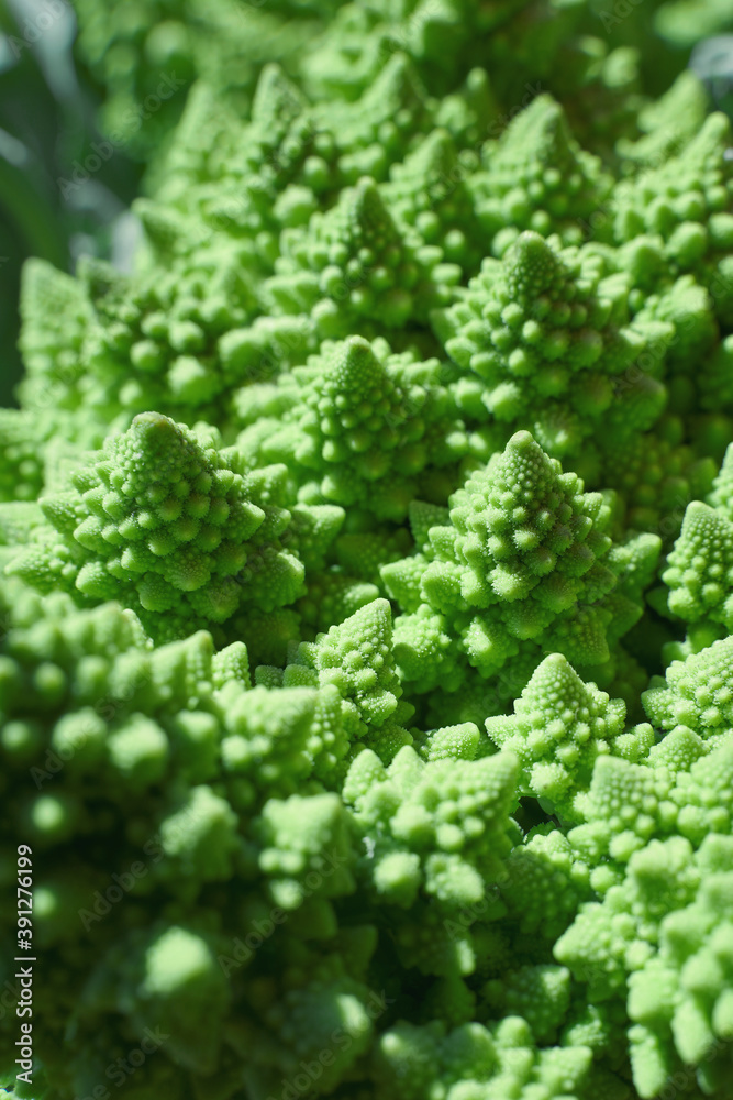Macro of Romanesco cabbage, selective focus. Brassica oleracea Macro of Romanesco cabbage, selective focus. Brassica oleracea