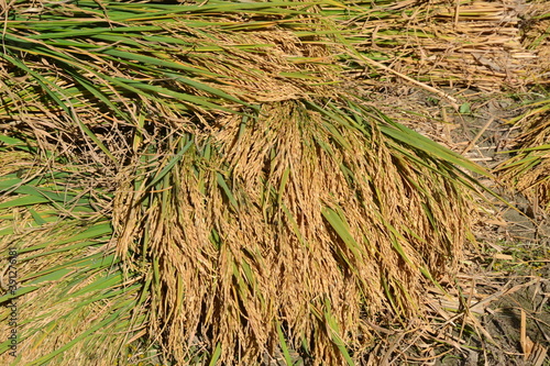 harvested paddy plants