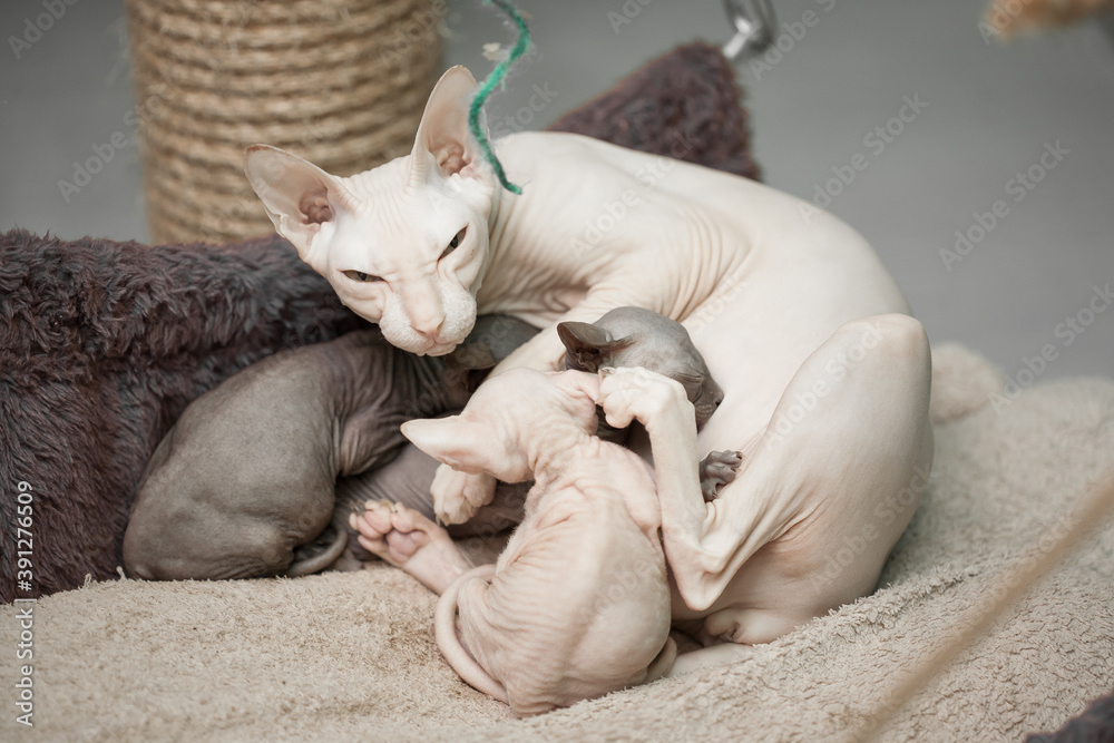 white Don Sphynx cat feeding its newborn kittens white Don Sphynx cat feeding its newborn kittens