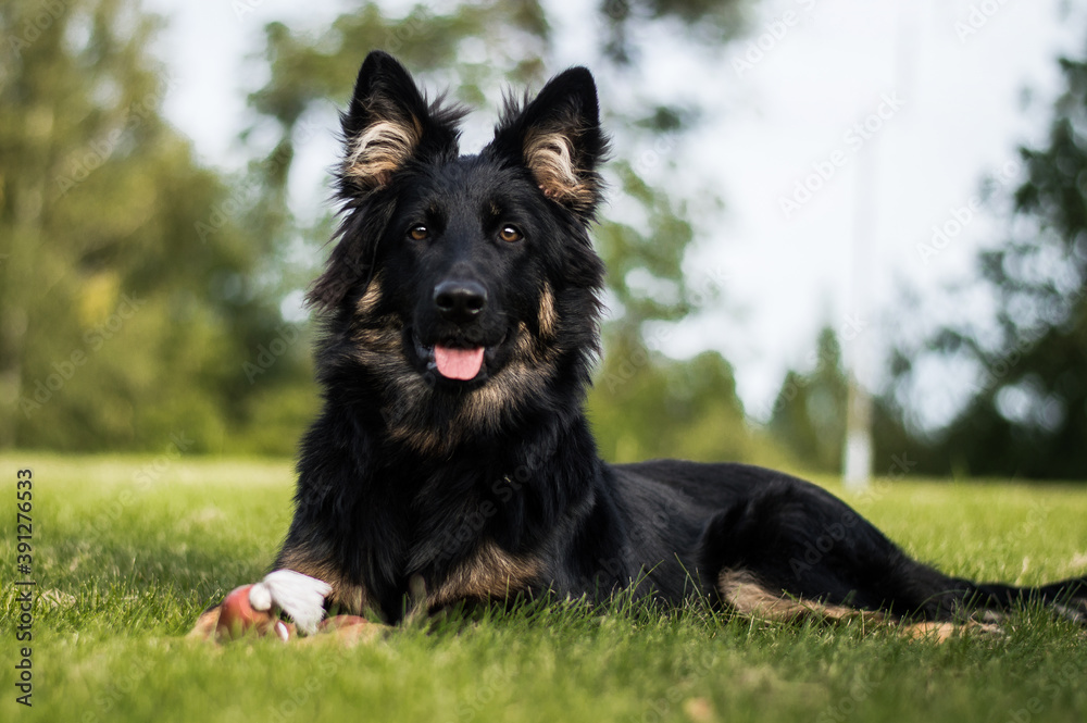 bohemian shepherd puppy bohemian shepherd puppy