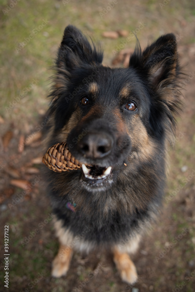 bohemian shepherd dog bohemian shepherd dog