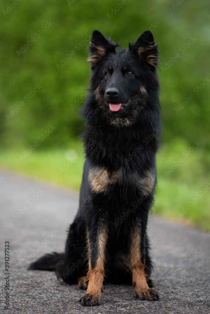 bohemian shepherd dog