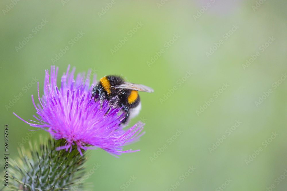 Bumblebee on a Spear Thistle flower, bee on a purple spiky wildflower in nature. Bumblebee on a Spear Thistle flower, bee on a purple spiky wildflower in nature.