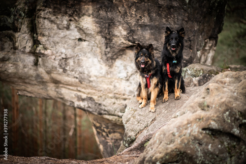 dog in the woods photo