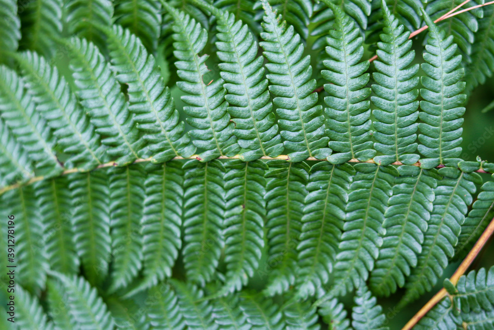 texture of fern leaves with jagged leaf shapes, suitable for smartphone, tablet, and computer wallpapers. can be used for background
