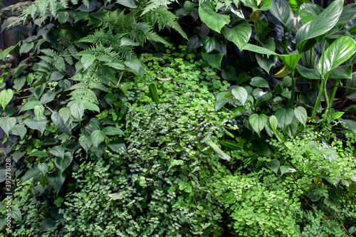 Trend biophilic design. Wall from plants, vertical garden,urban jungle, modern interior decoration. Concept eco decor of urban environment or private housing