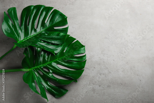 Beautiful monstera leaves on light grey background, flat lay with space for text. Tropical plant