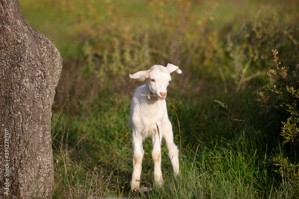 Cabrito blanco pastando entre la hierba Cabrito blanco pastando entre la hierba