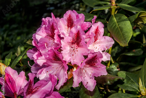 Rhododendron 'Cosmopolitan' (Rhododendron caucasicum х R. ponticum var. album) x (R. arboreum x R. catawbiense) in garden, Moscow region, Russia photo