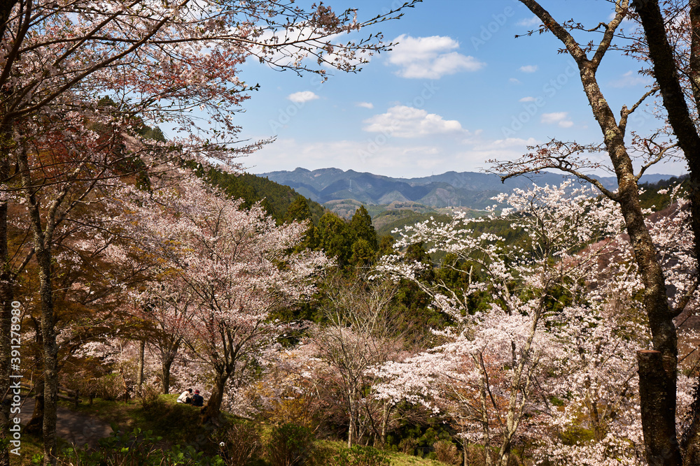 吉野の桜 吉野の桜