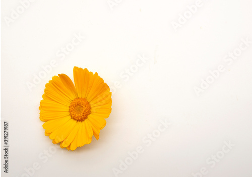 One orange calendula flower on a white background.