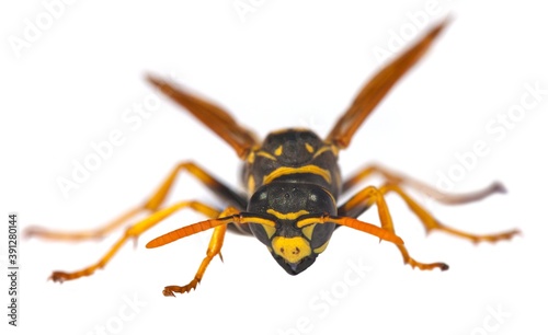 wasp or German yellowjacket isolated on white background © Daniel Prudek