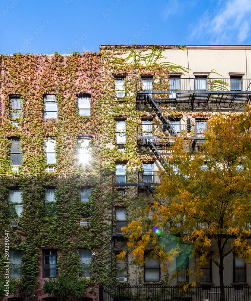 Fall scene on 15th Street in the Chelsea neighborhood of New York City with ivy covered buildings and colorful trees