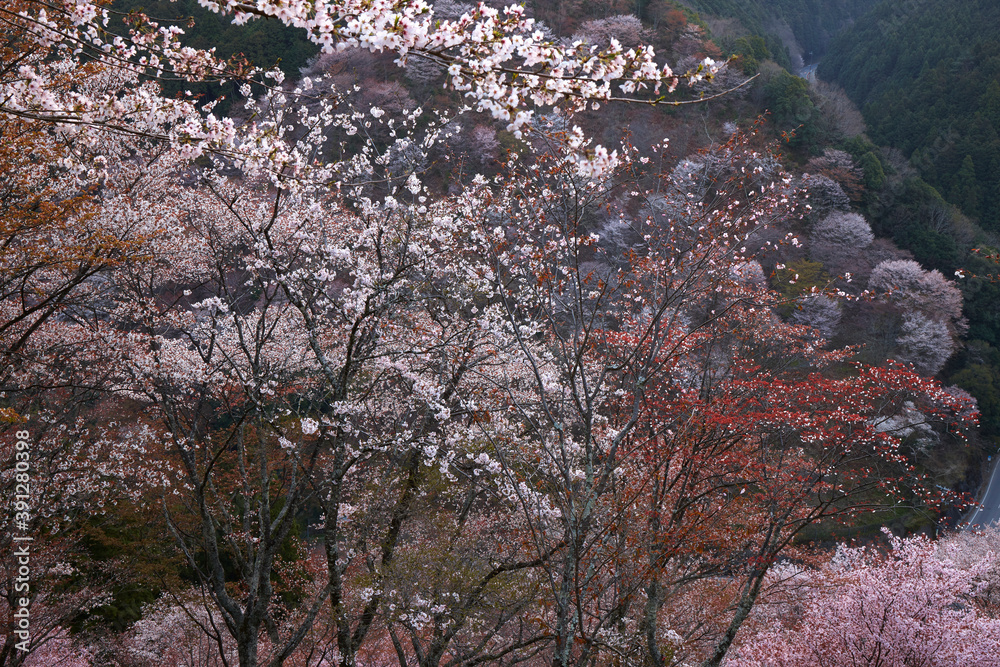 Φωτογραφία 吉野の桜の夜明け