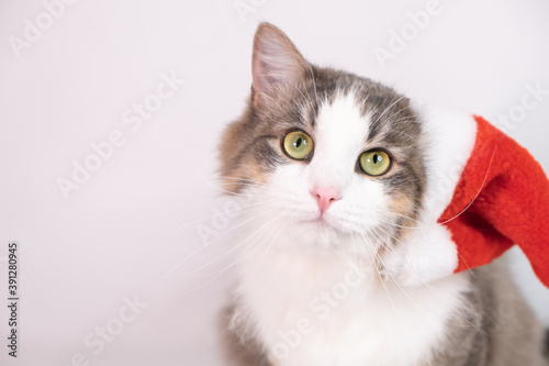 cat in santa claus hat sits on a white background. animal for christmas