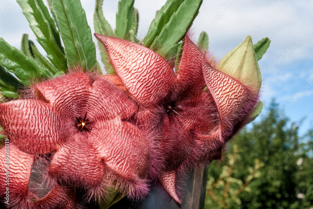 Fototapeta premium Carrion Plant (Stapelia grandiflora) in greenhouse