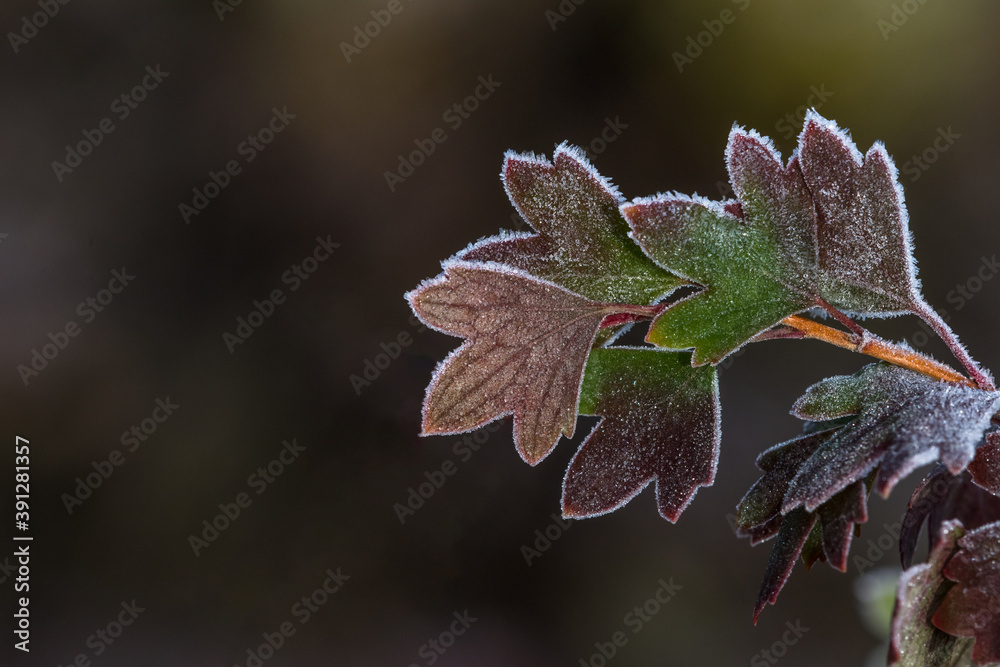 Allphotokz Frost Leaves 20161015 7786 D810 S Allphotokz Frost Leaves 20161015 7786 D810 S