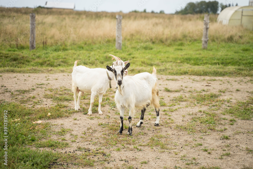 white goats walking in summer