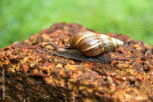  snail was crawling forward on the red rock.
