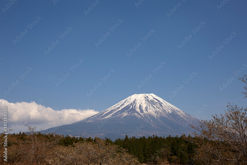 芝桜会場から見る富士山 芝桜会場から見る富士山