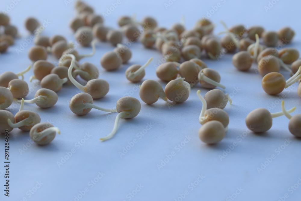 sprouted pea in white background. sprouted pea in white background.