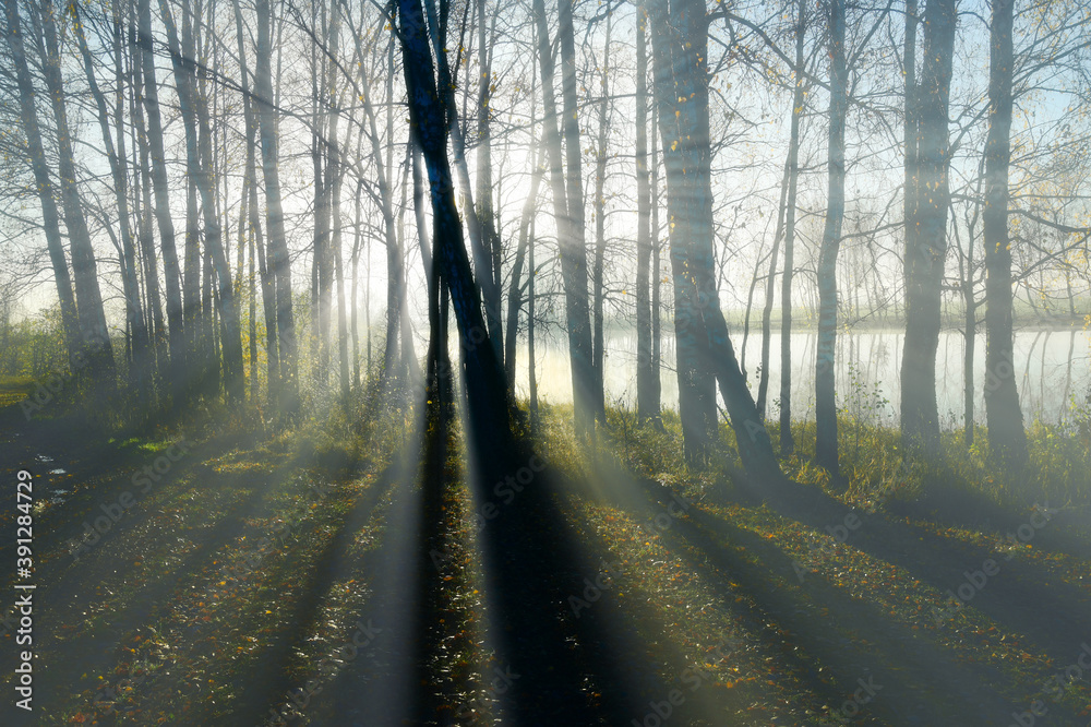 Obraz premium morning in the woods