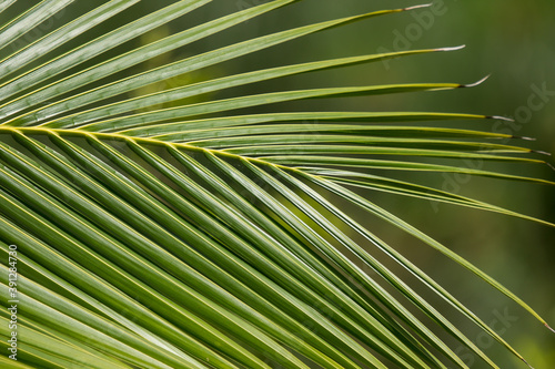  Green leaf of Coconut tree