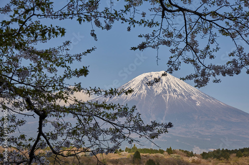 田貫湖からの富士山と桜